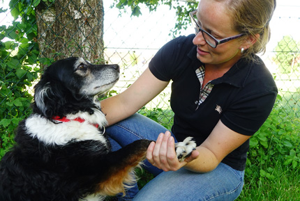 Myofascial Kinetic Lines in the Horse and Dog